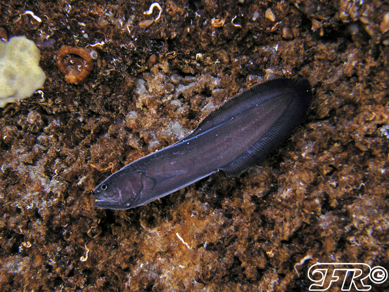 Grammonus ater (Risso, 1810) - Pesce in una Grotta